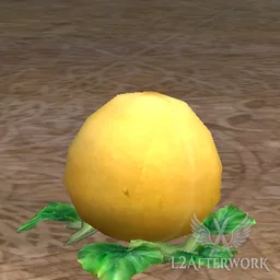 High Quality Squash