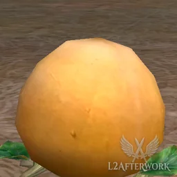 High Quality Large Squash