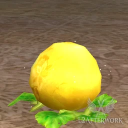 King Squash