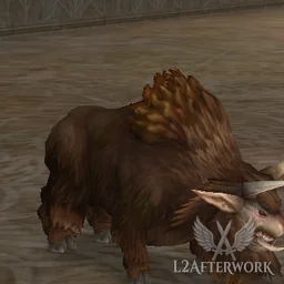 Adult Buffalo